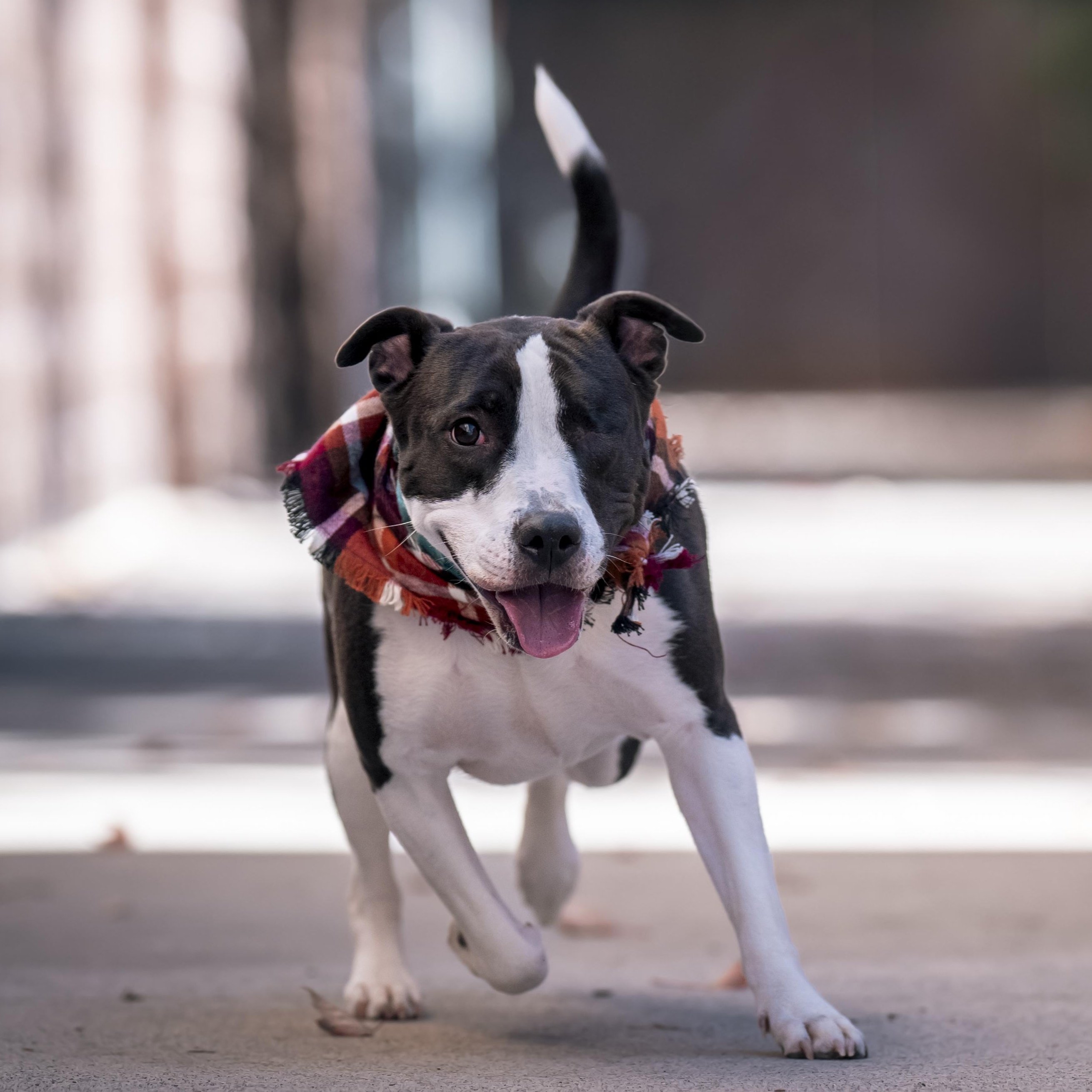 Linly, Adoptable, Adult Female Pit Bull Terrier & Border Collie.