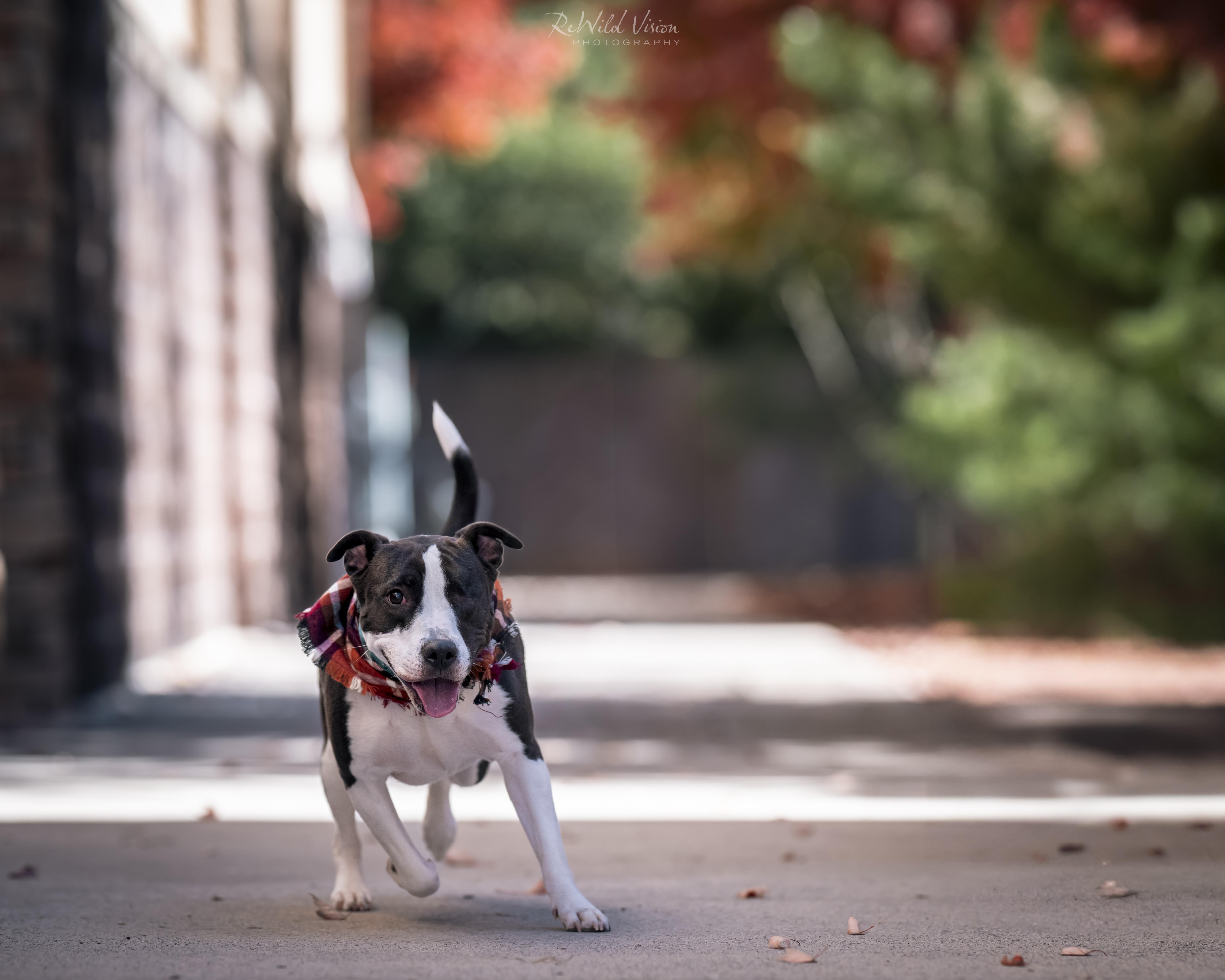 Linly, a Adoptable mixed breed in Roswell, GA image 4/6