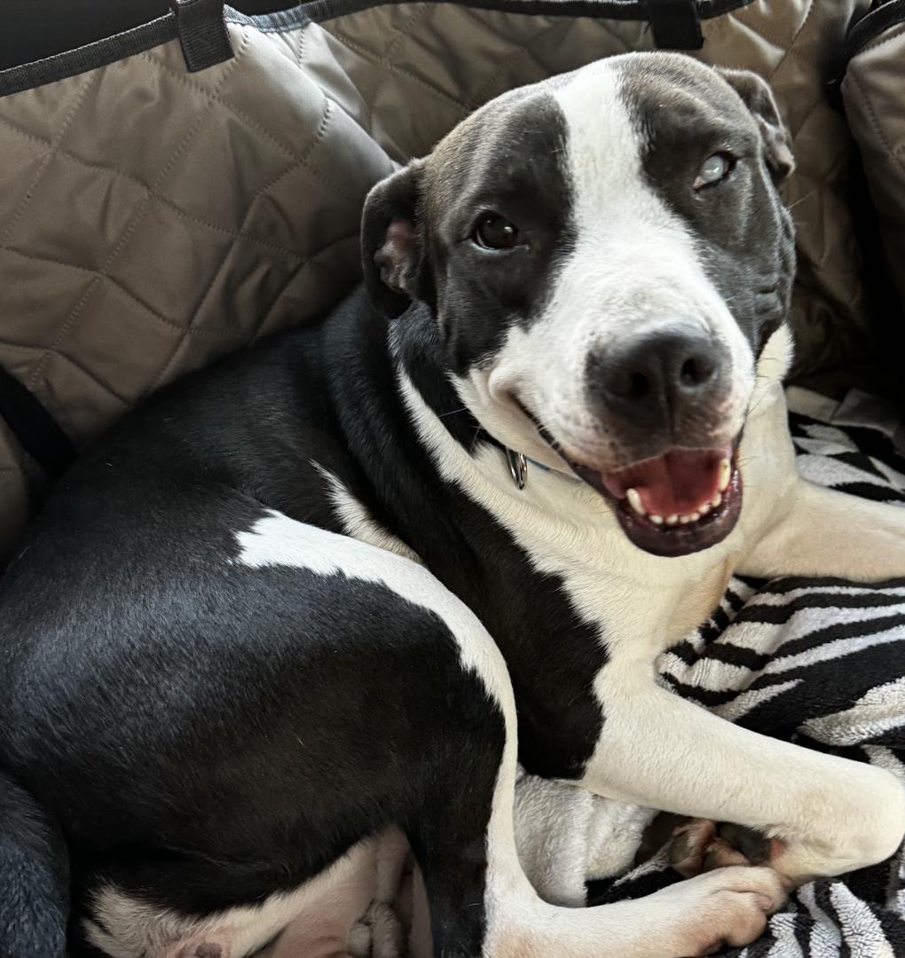 Linly, a Adoptable mixed breed in Roswell, GA image 5/6