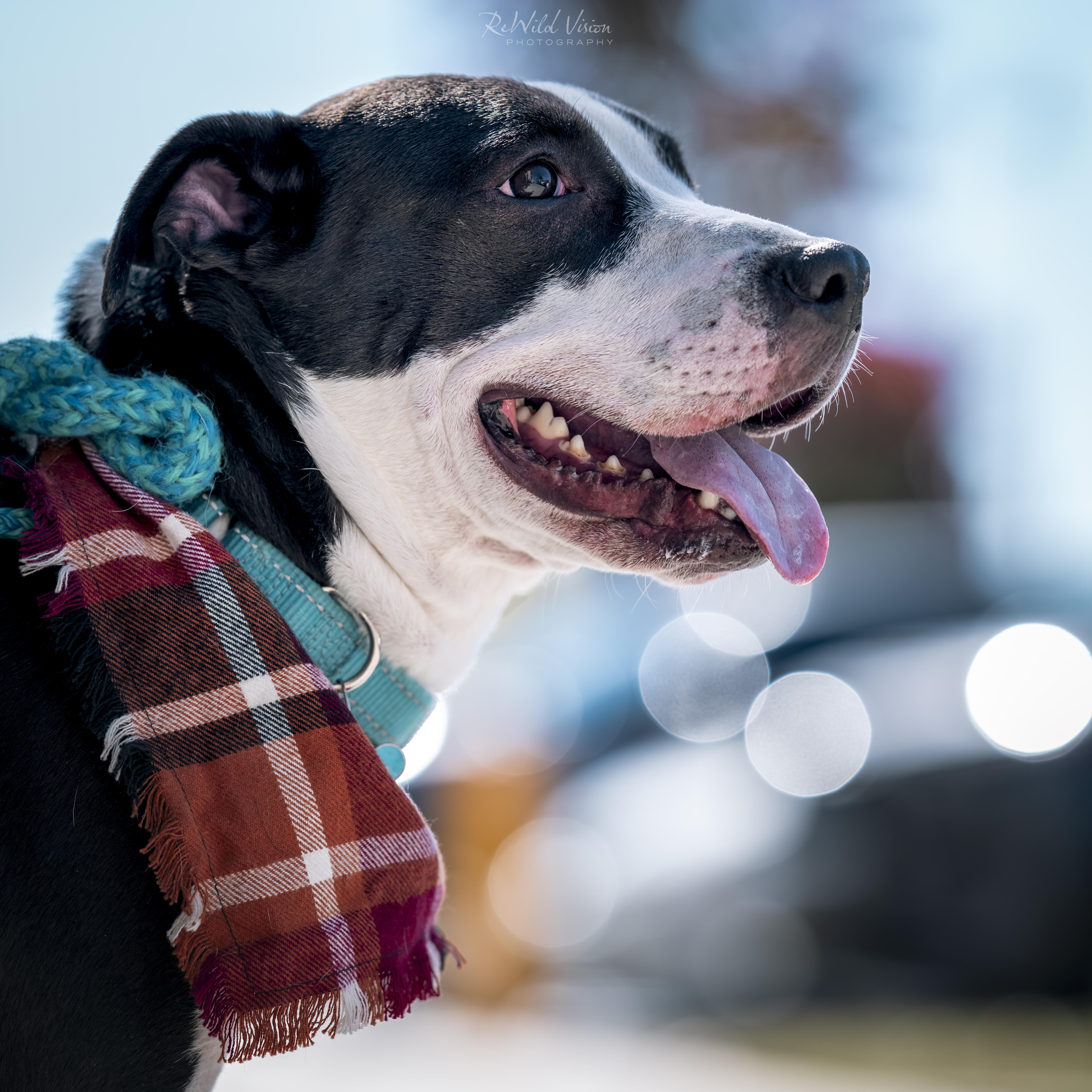 Linly, Adoptable, Adult Female Pit Bull Terrier.