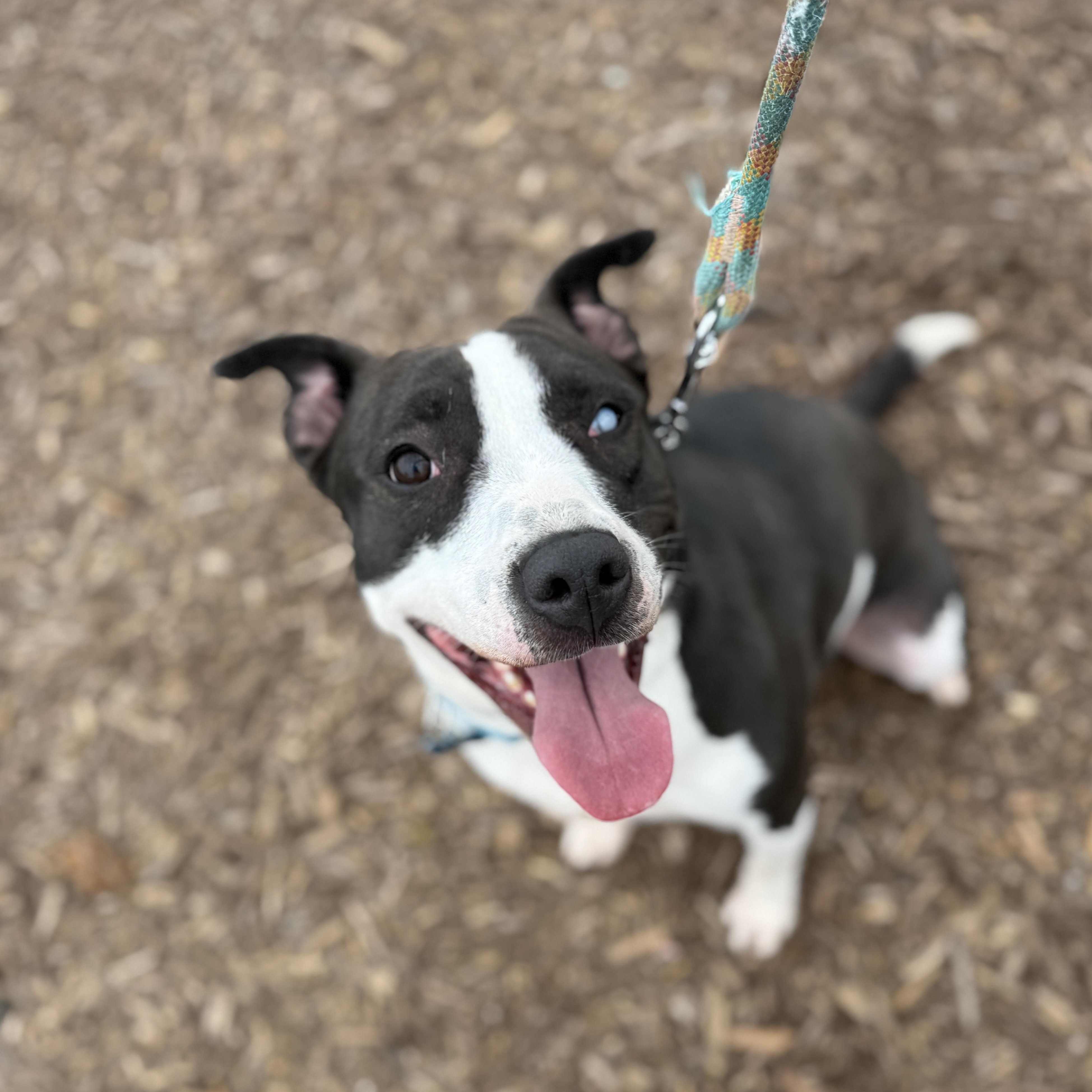 Linly, Adoptable, Adult Female Pit Bull Terrier & Border Collie.