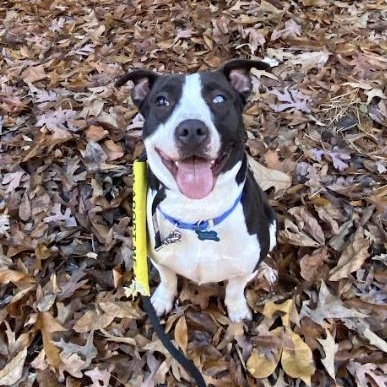 Linly, a Adoptable mixed breed in Roswell, GA image 3/6