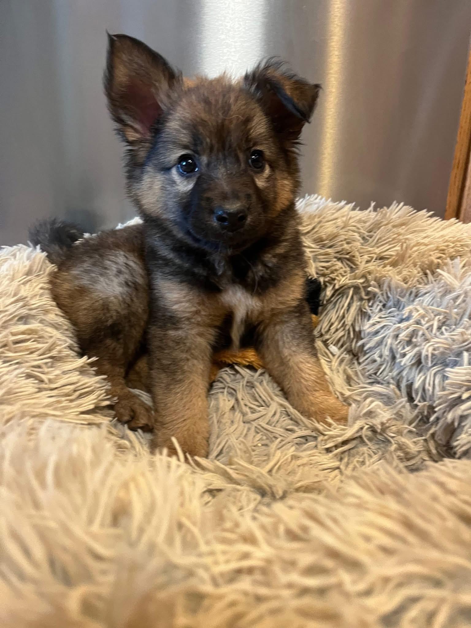 Enlarge Willie, an adopted mixed breed in Salamanca, NY image 2/6