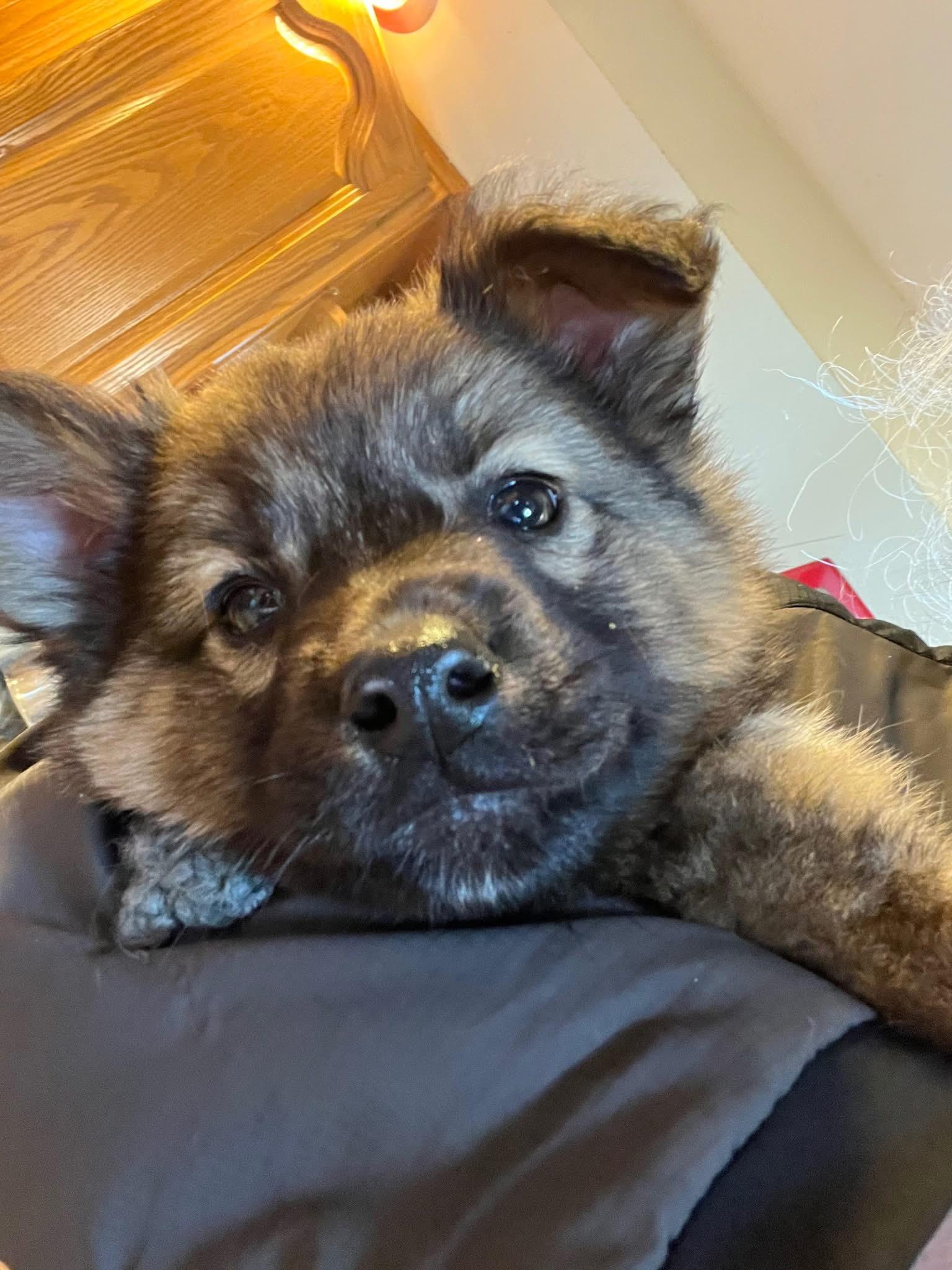 Enlarge Willie, an adopted mixed breed in Salamanca, NY image 3/6