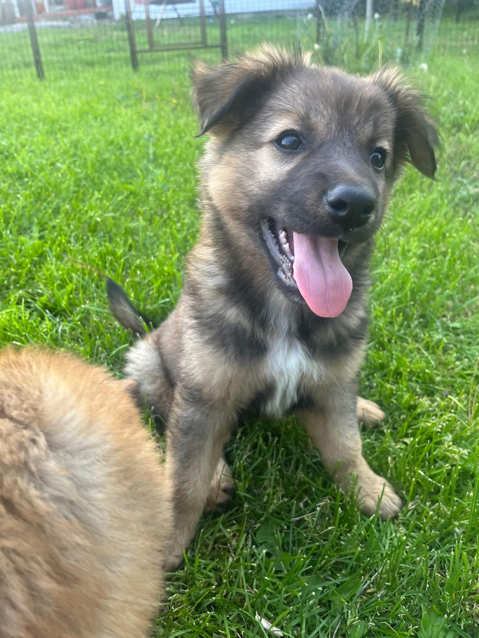 Willie, adopted, Puppy Male German Shepherd Dog.