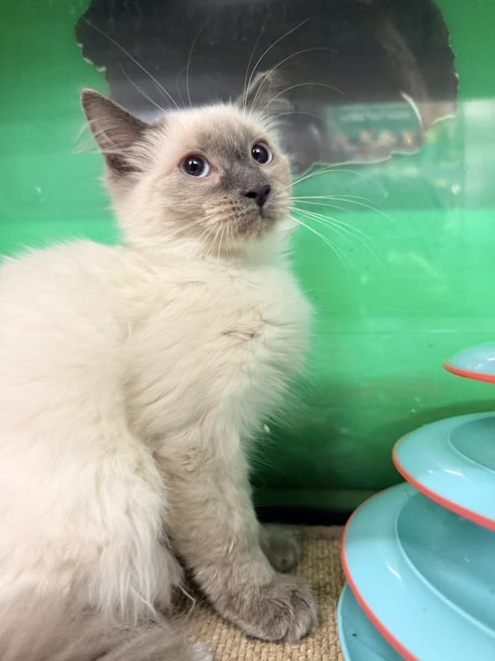 Enlarge Schnitzel, an adopted mixed breed in Cleveland, OH image 1/4