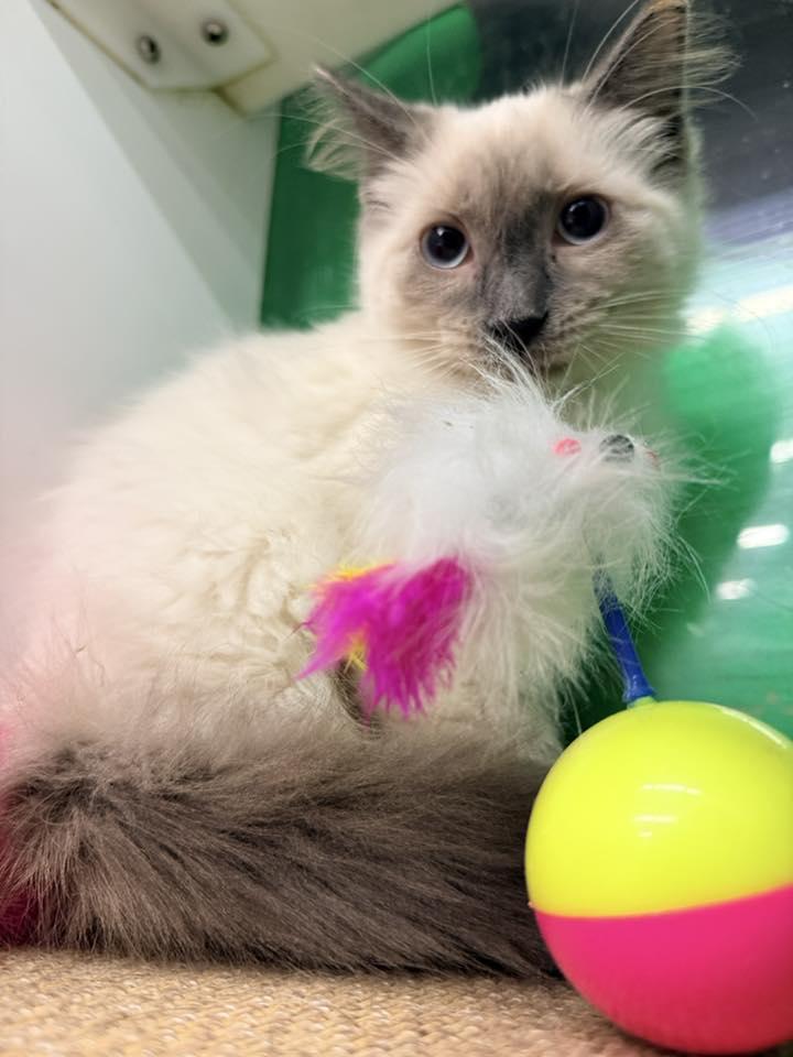 Enlarge Schnitzel, an adopted mixed breed in Cleveland, OH image 3/4