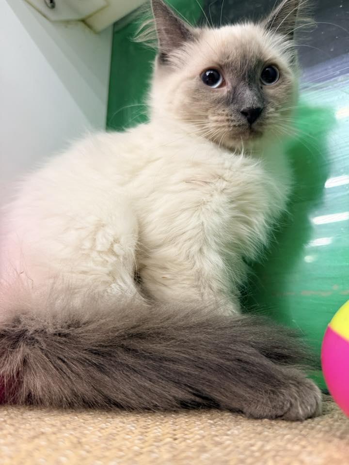 Enlarge Schnitzel, an adopted mixed breed in Cleveland, OH image 4/4