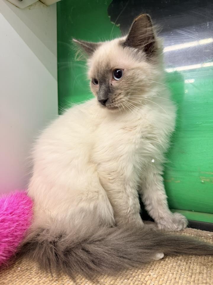 Enlarge Schnitzel, an adopted mixed breed in Cleveland, OH image 2/4