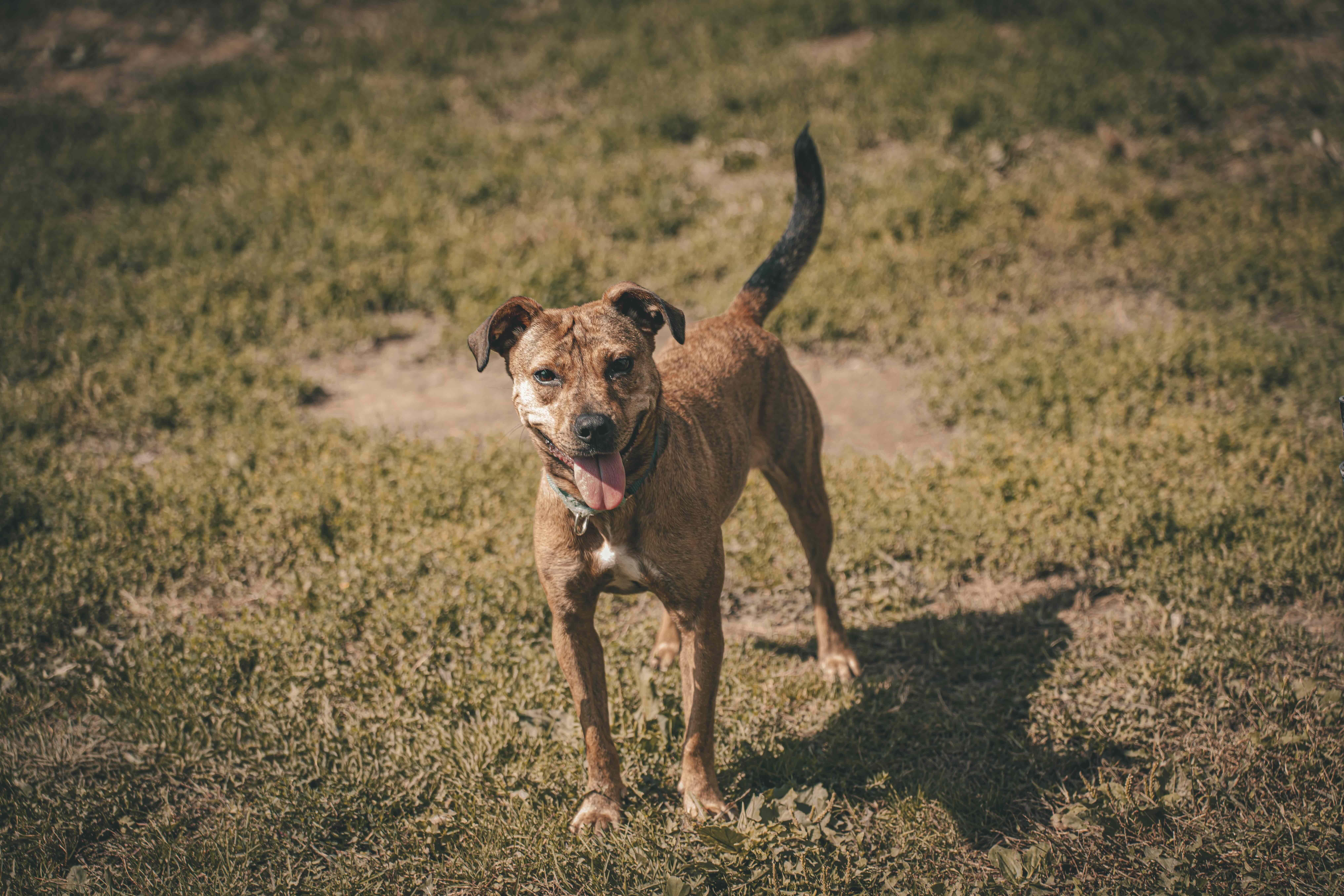 Enlarge Phoenix, a Adoptable Mixed Breed in Oakville, ON image 5/6