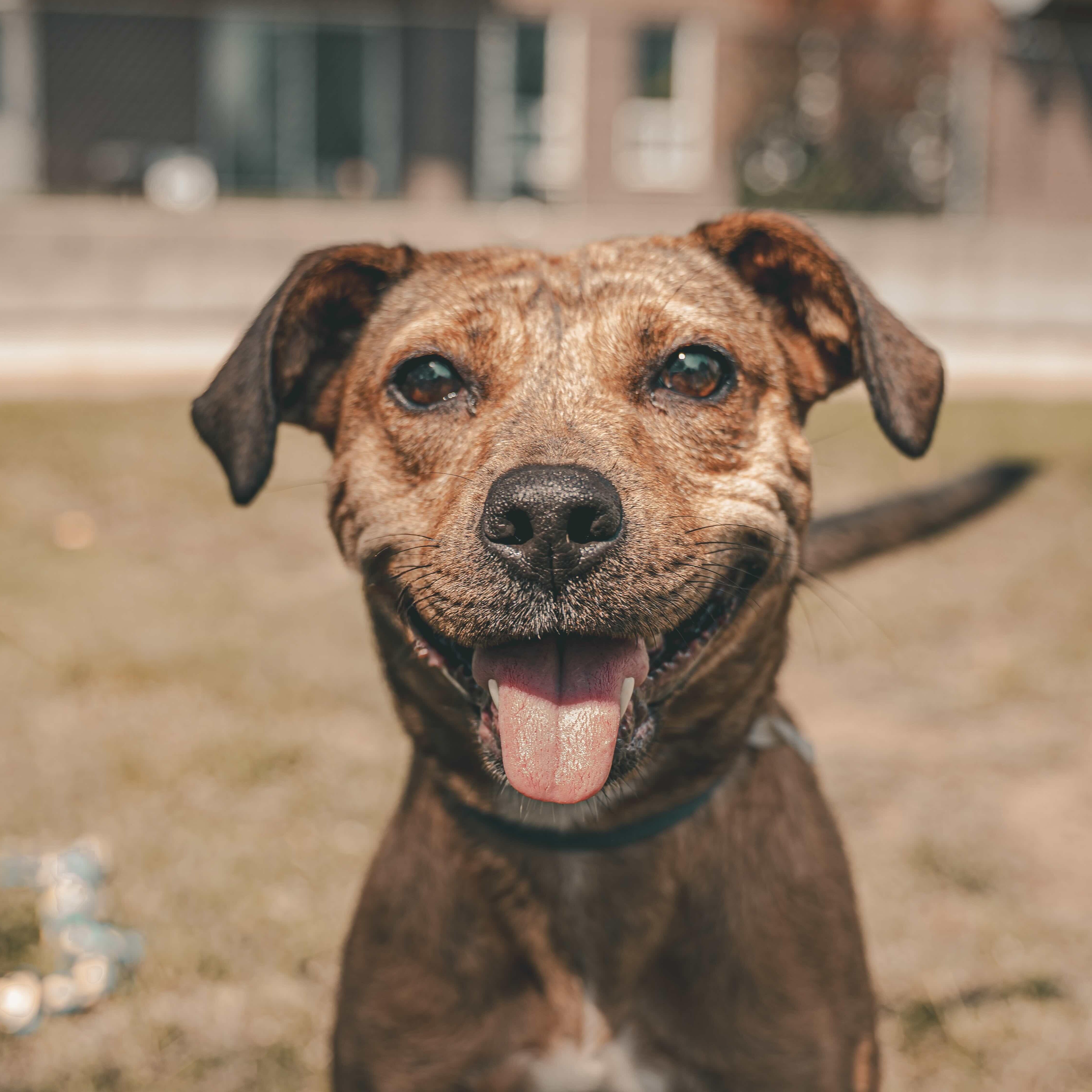 Enlarge Phoenix, a Adoptable Mixed Breed in Oakville, ON image 1/6