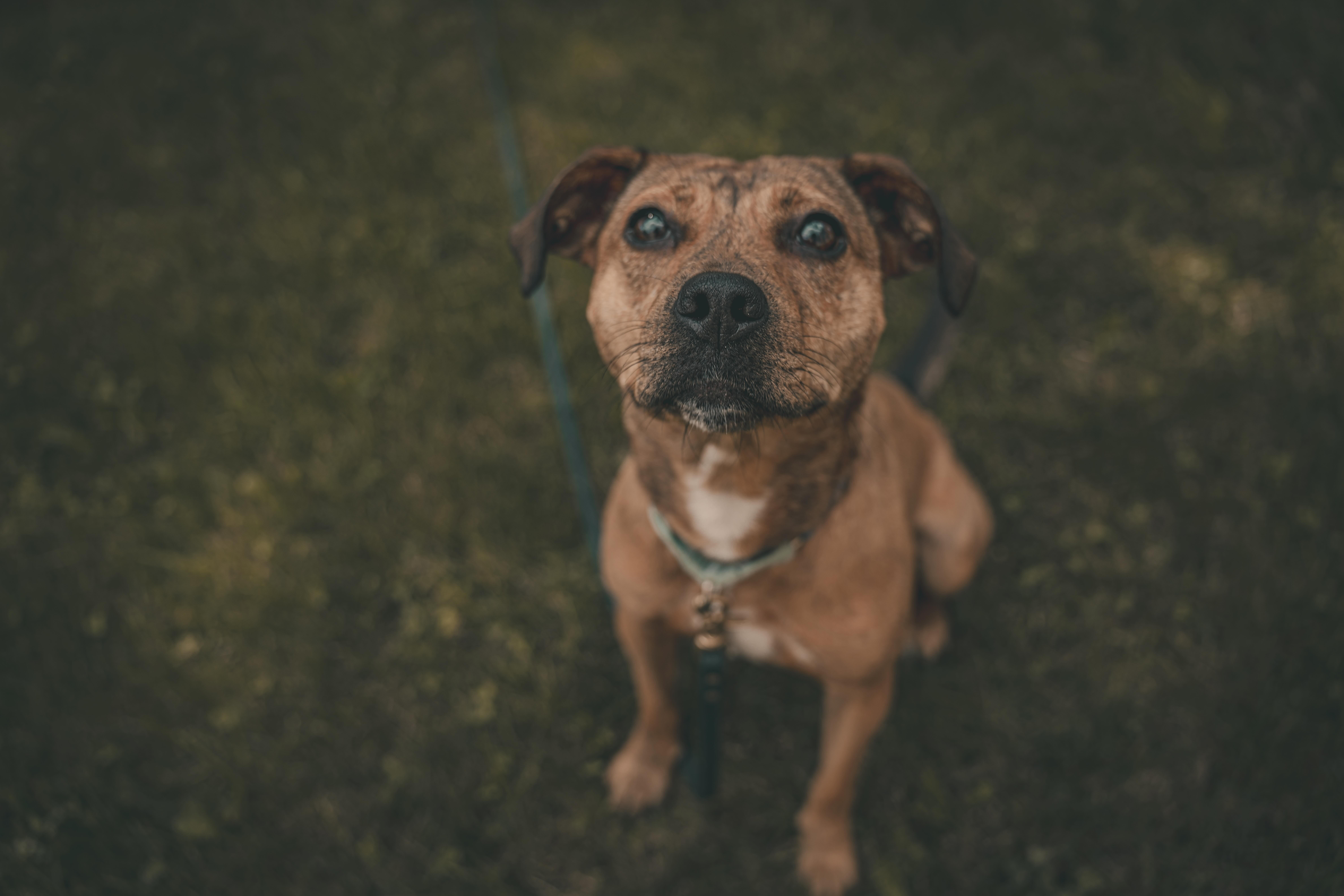 Enlarge Phoenix, a Adoptable Mixed Breed in Oakville, ON image 4/6