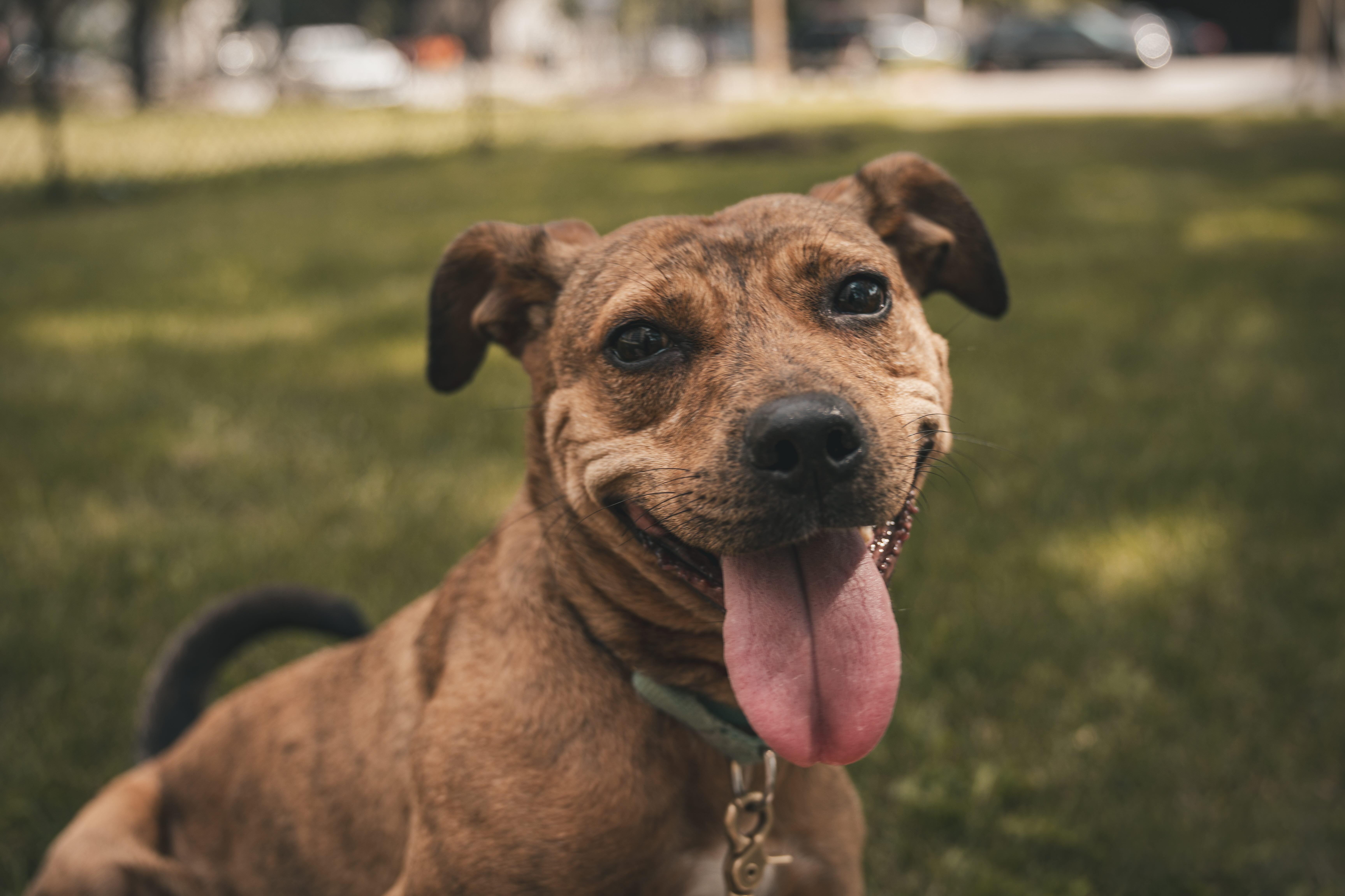 Enlarge Phoenix, a Adoptable Mixed Breed in Oakville, ON image 3/6