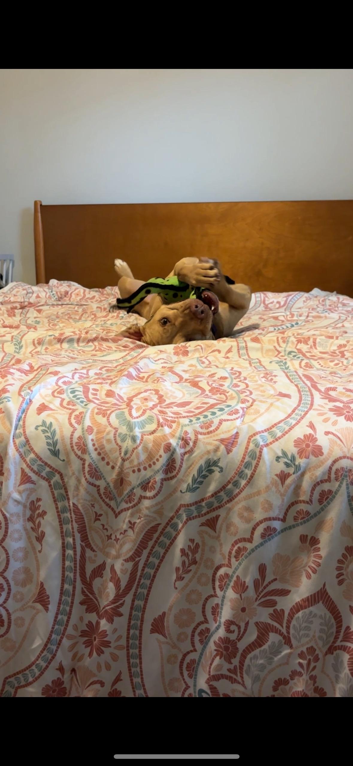 Dolly thumbnail 4