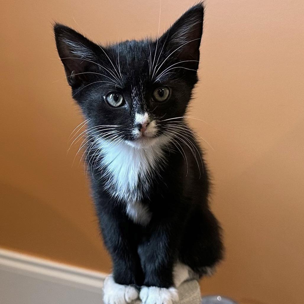 Enlarge Loveland, a Adoptable Domestic Short Hair in Fayetteville, GA image 1/2