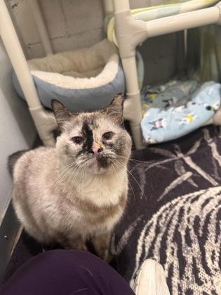 Dora, ADOPTABLE, Adult Female Domestic Short Hair.