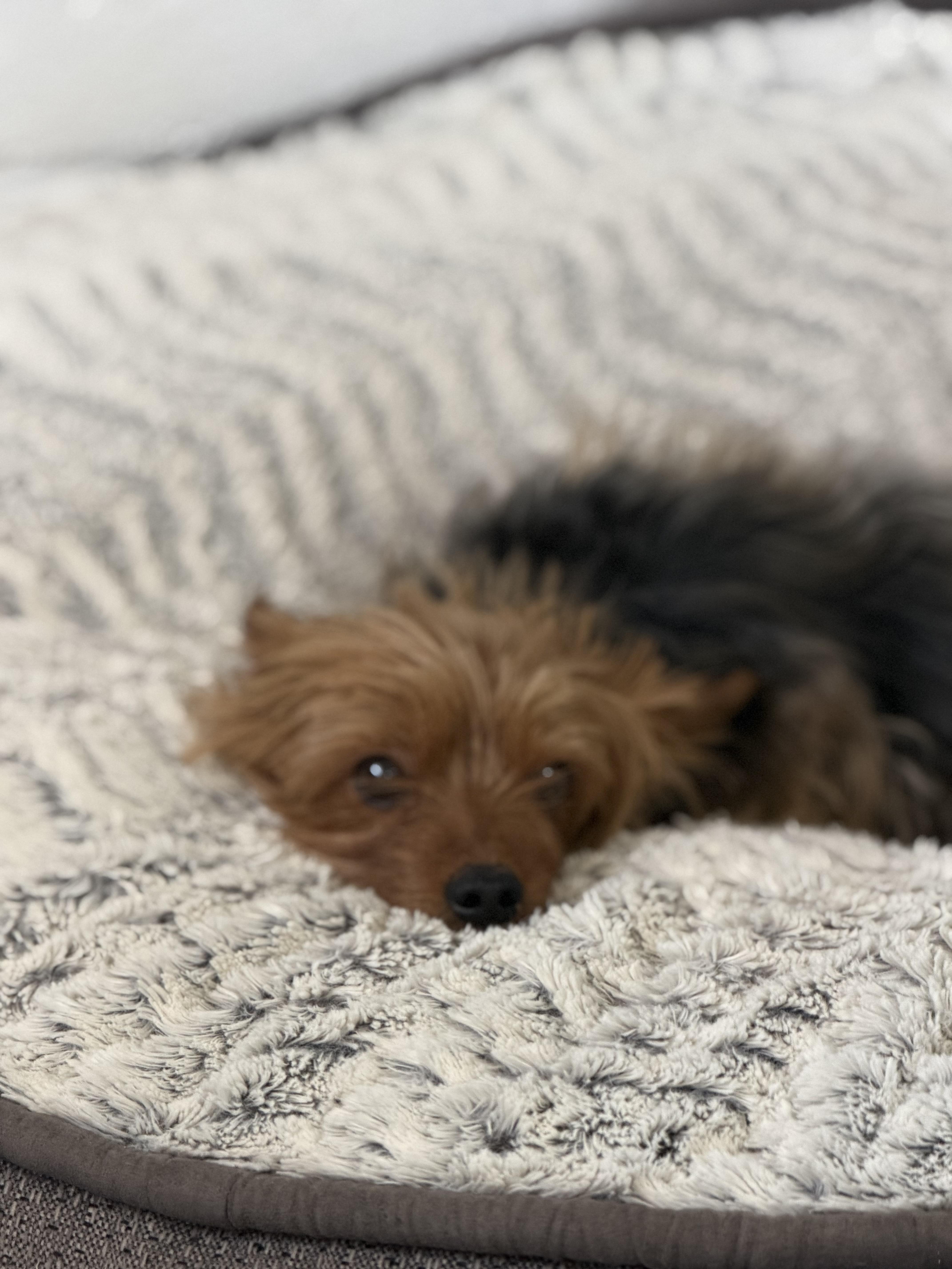 Chloe, adopted, Senior Female Yorkshire Terrier.