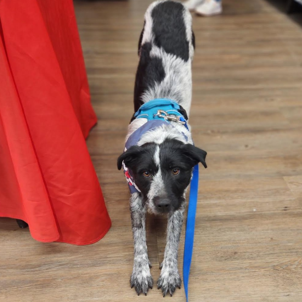 Enlarge June, a ADOPTABLE mixed breed in Riverside, IA image 1/2