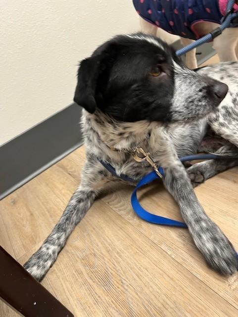 Enlarge June, a ADOPTABLE mixed breed in Riverside, IA image 2/2