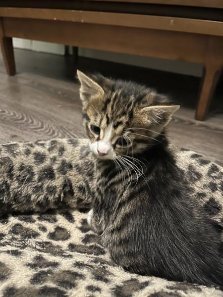 Enlarge Fulful, a Adoptable mixed breed in Sherwood, OR image 1/1
