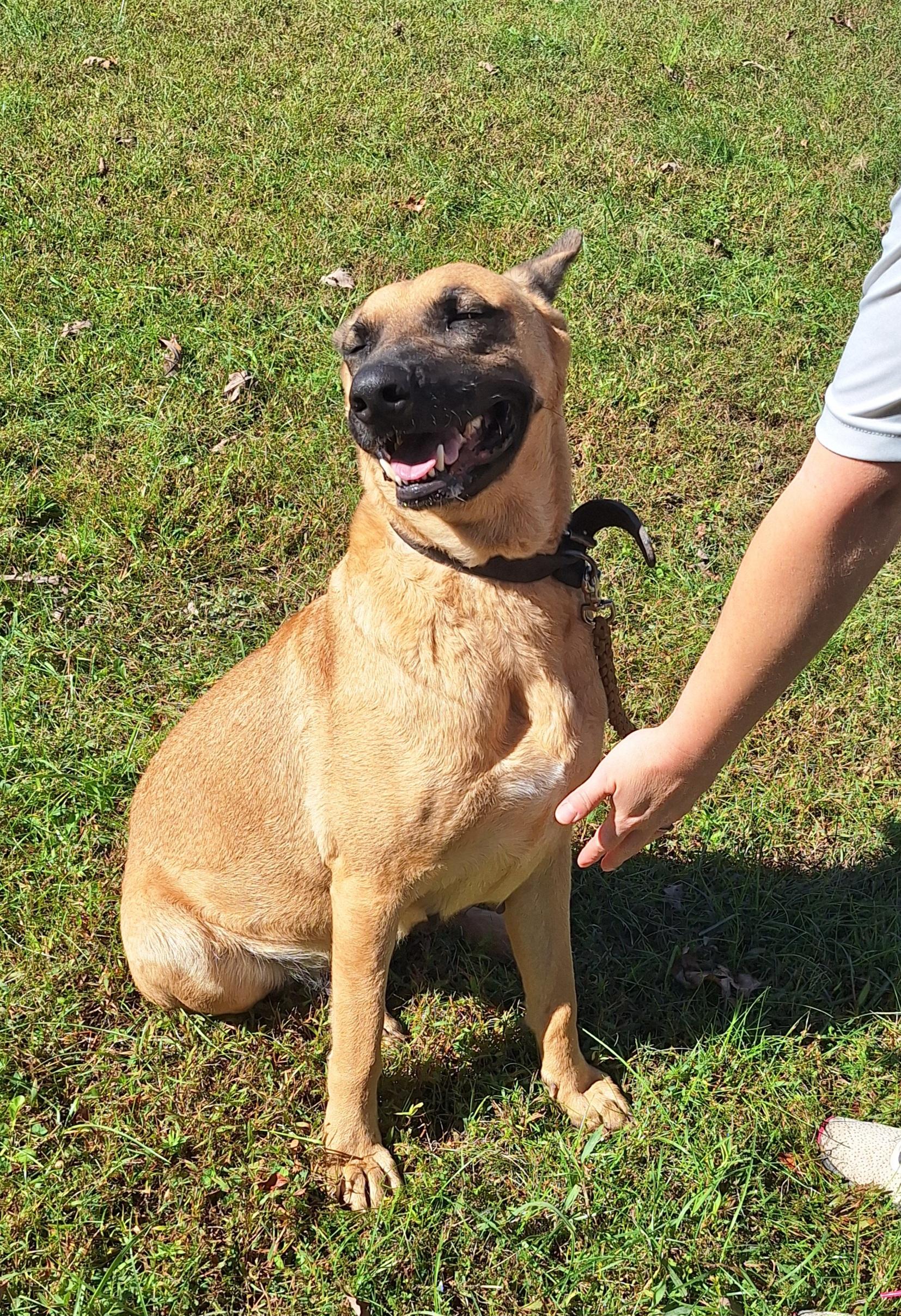 Enlarge Mindy, a Adoptable Belgian Shepherd / Malinois in Clay City, KY image 2/6