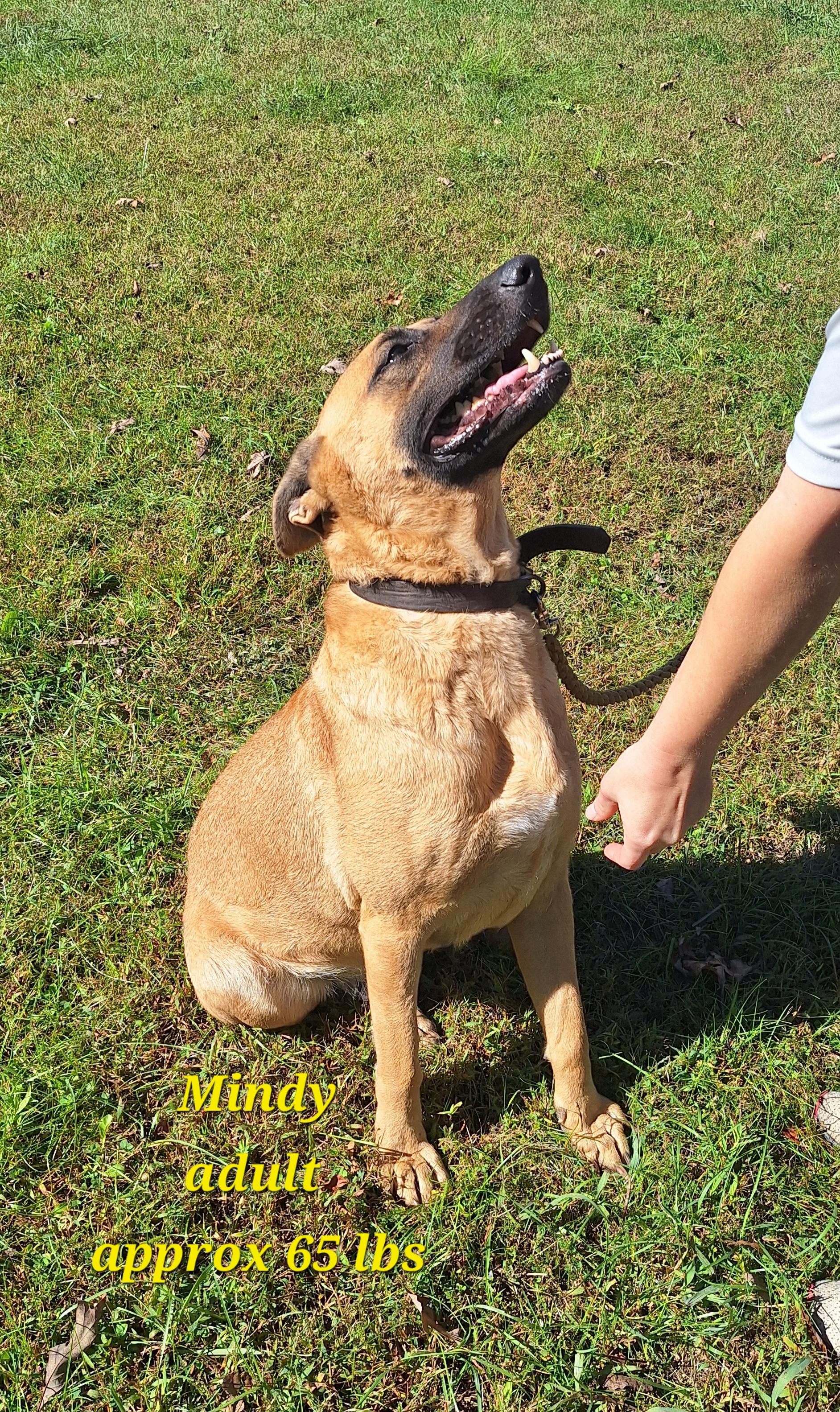 Mindy, Adoptable, Adult Female Belgian Shepherd / Malinois.