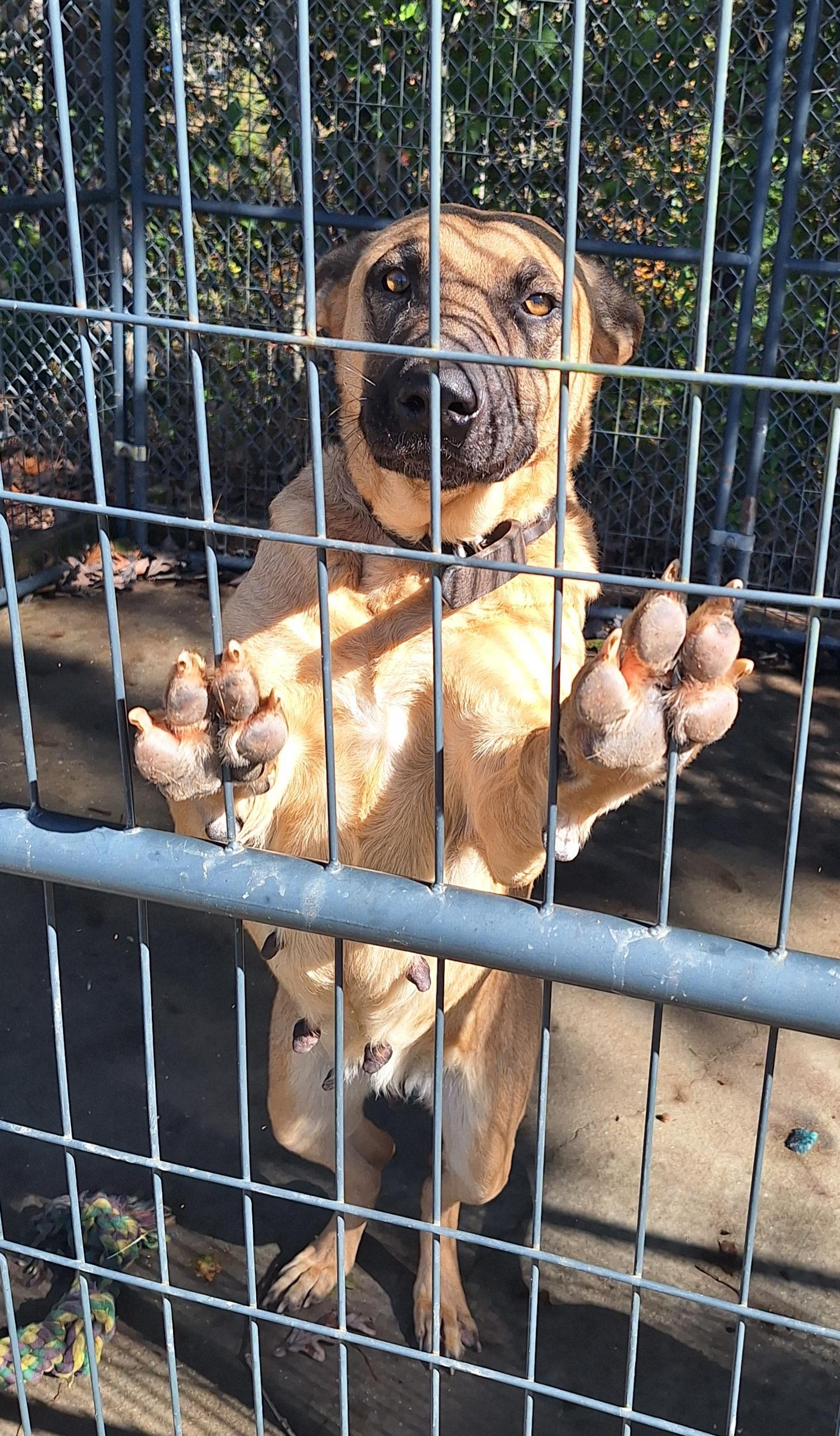 Enlarge Mindy, a Adoptable Belgian Shepherd / Malinois in Clay City, KY image 4/6