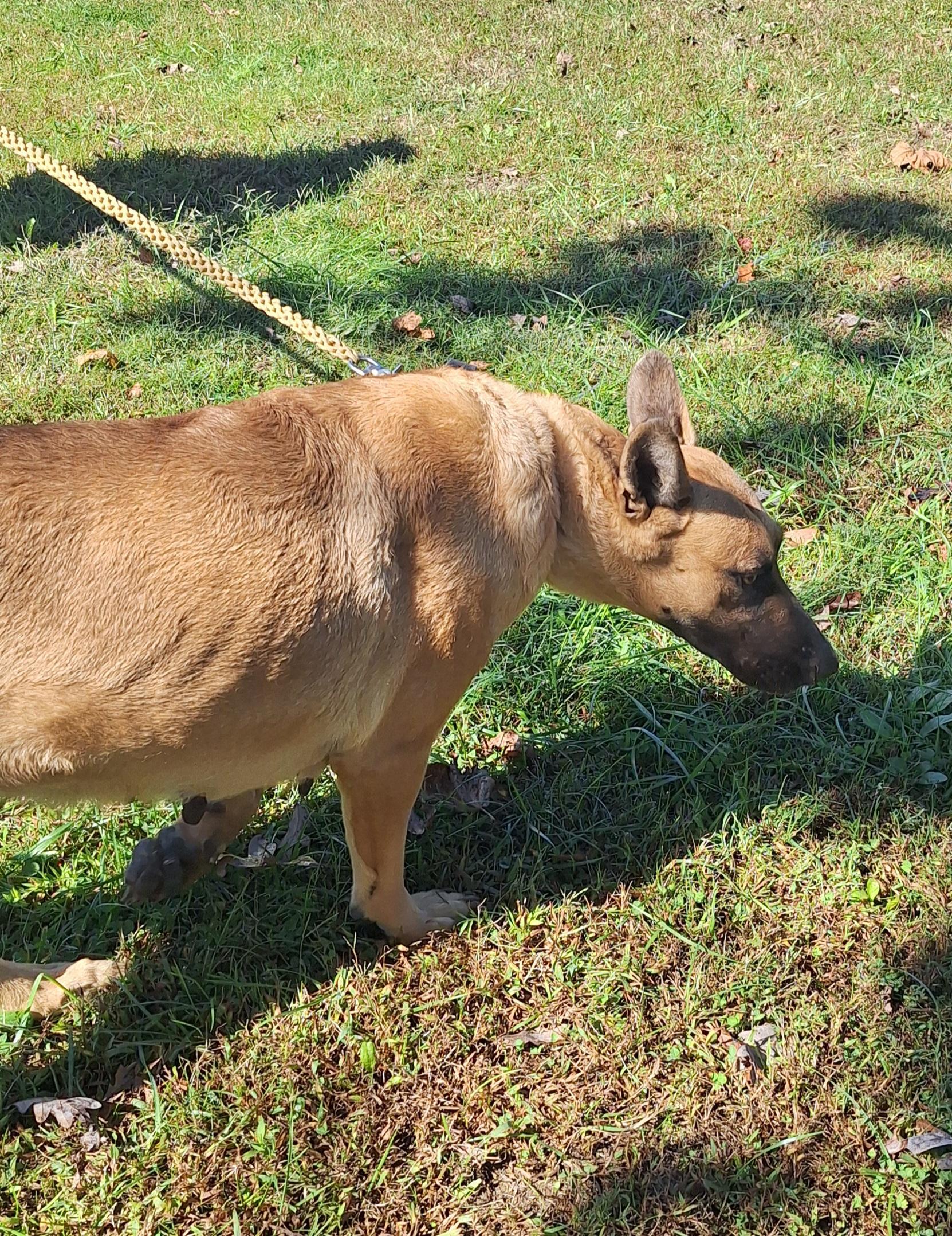 Enlarge Mindy, a Adoptable Belgian Shepherd / Malinois in Clay City, KY image 5/6