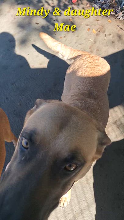 Enlarge Mindy, a Adoptable Belgian Shepherd / Malinois in Clay City, KY video 6/6