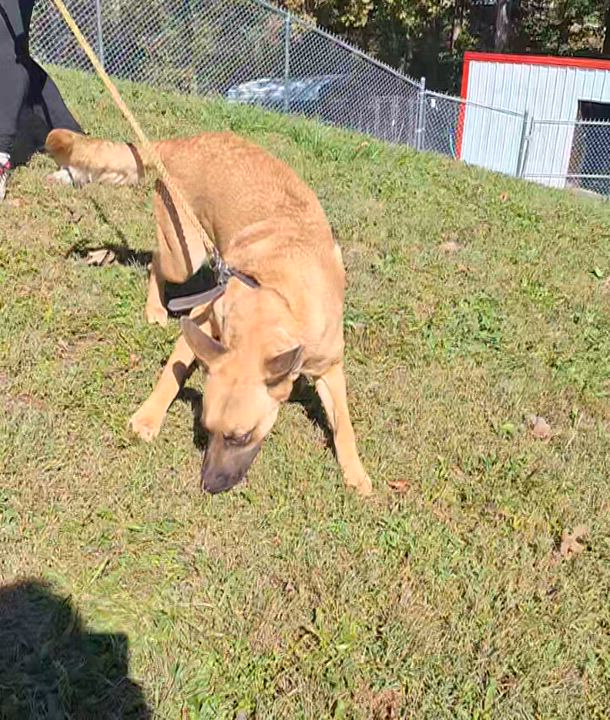 Enlarge Mindy, a Adoptable Belgian Shepherd / Malinois in Clay City, KY video 3/6