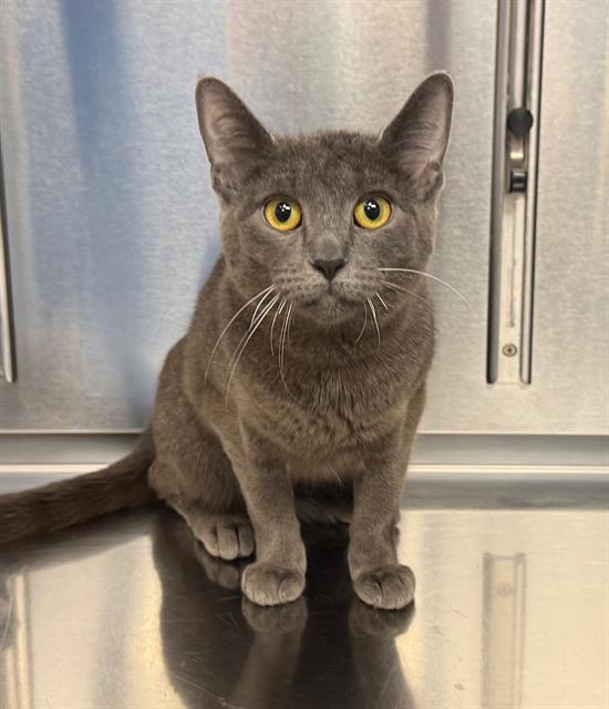 Enlarge VERITY, a Adoptable Domestic Short Hair in Minneapolis, MN image 1/1