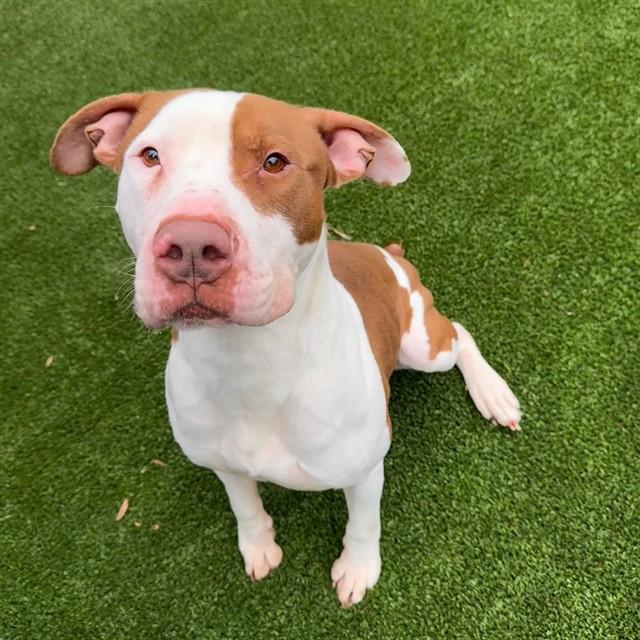 OWEN, Adoptable, Adult Male Brittany Spaniel & American Bulldog.