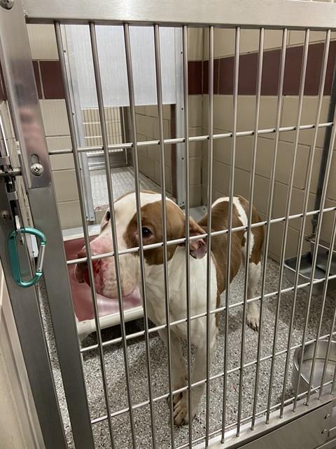 Enlarge OWEN, a Adoptable mixed breed in Murfreesboro, TN image 1/1