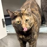 Cali, Adoptable, Adult Female Domestic Short Hair.