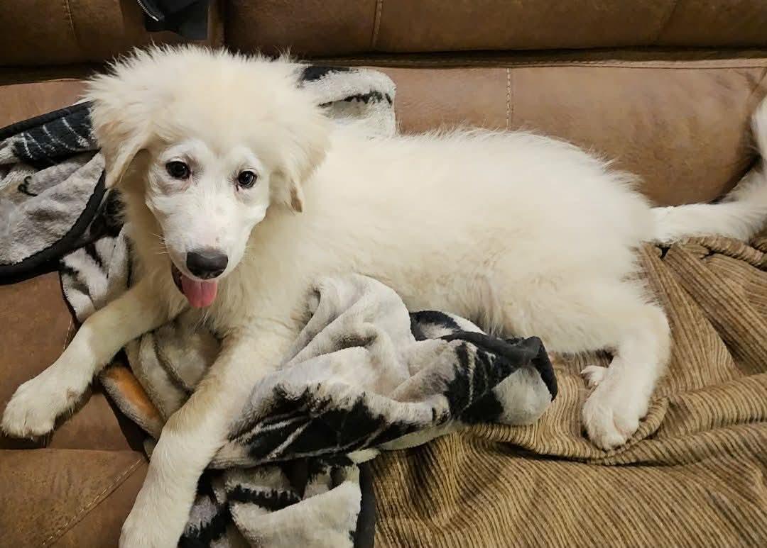 Enlarge Denali, an adopted Great Pyrenees in Southington, CT image 1/4