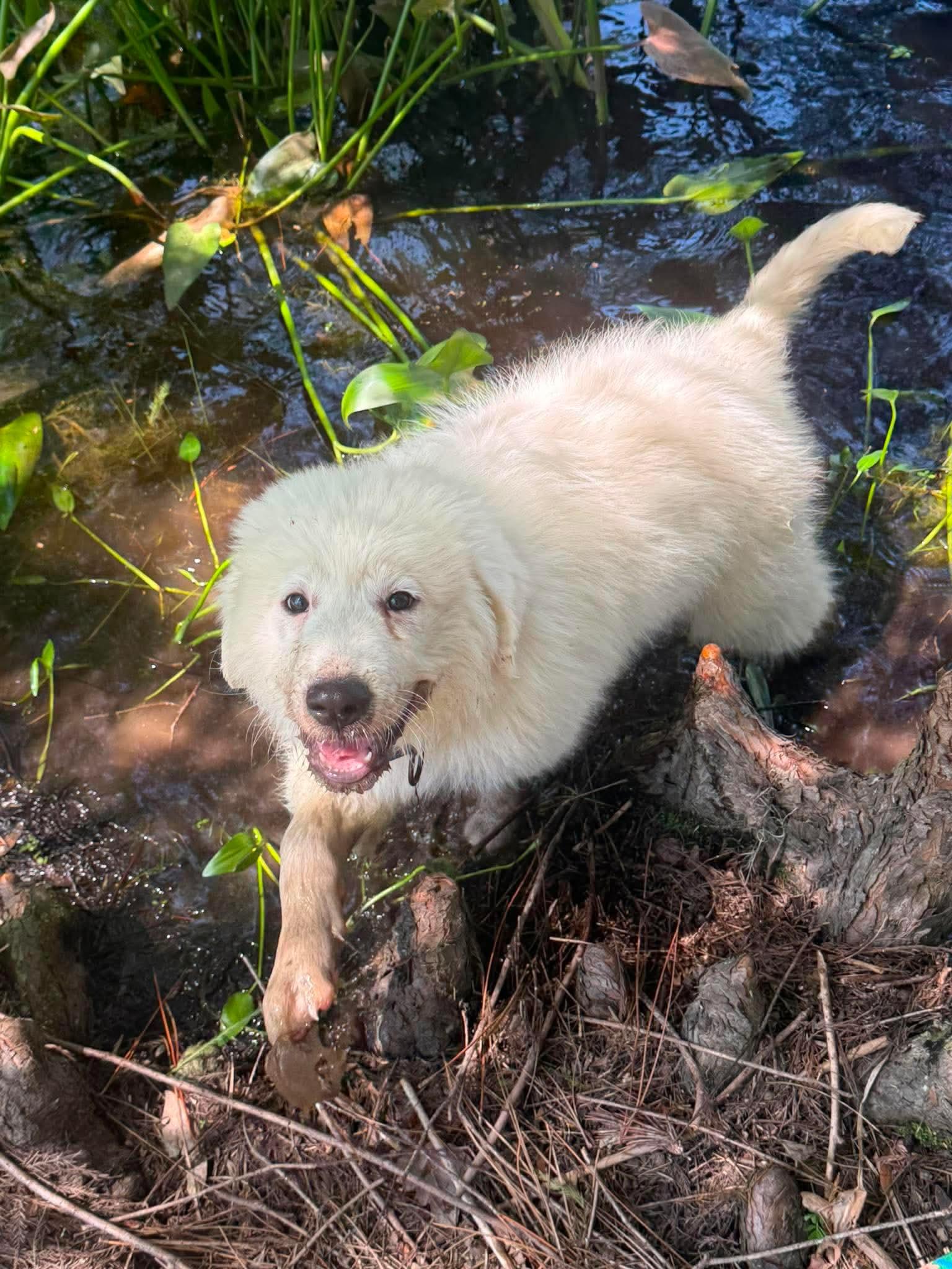 Enlarge Denali, a ADOPTABLE Great Pyrenees in Southington, CT image 2/3