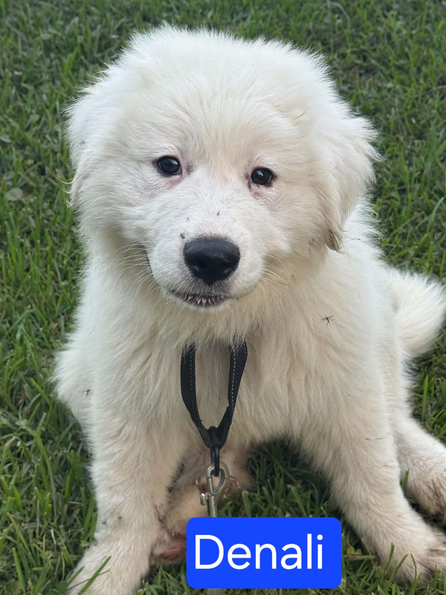Enlarge Denali, a ADOPTABLE Great Pyrenees in Southington, CT image 1/2