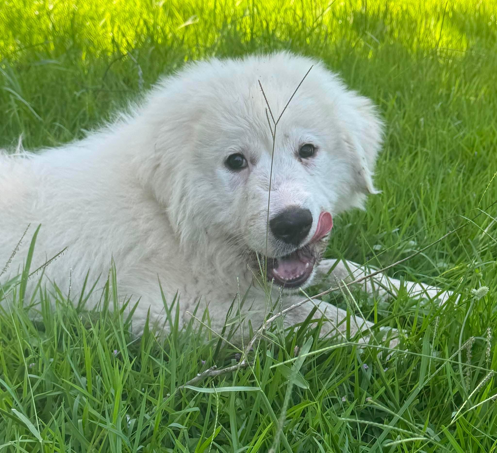 Enlarge Denali, a ADOPTABLE Great Pyrenees in Southington, CT image 3/3
