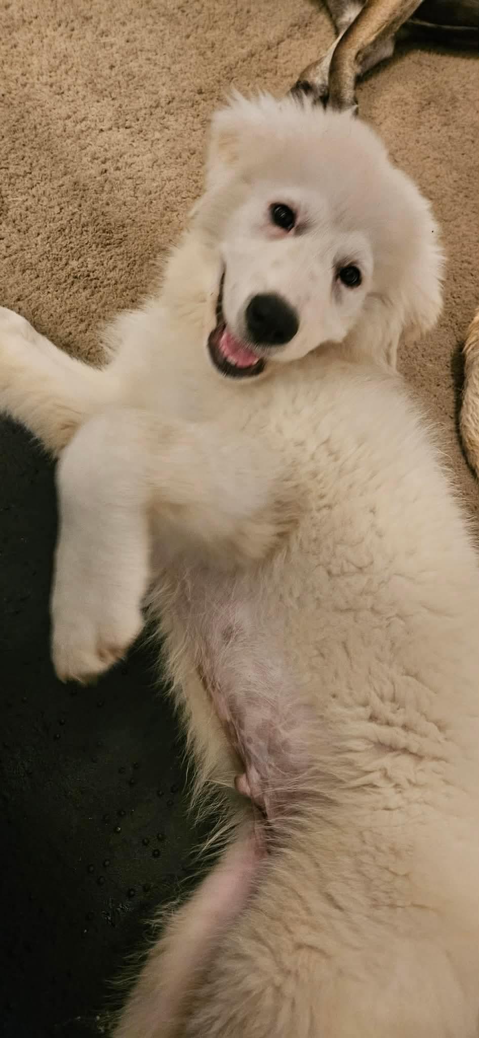 Enlarge Denali, an adopted Great Pyrenees in Southington, CT image 3/4