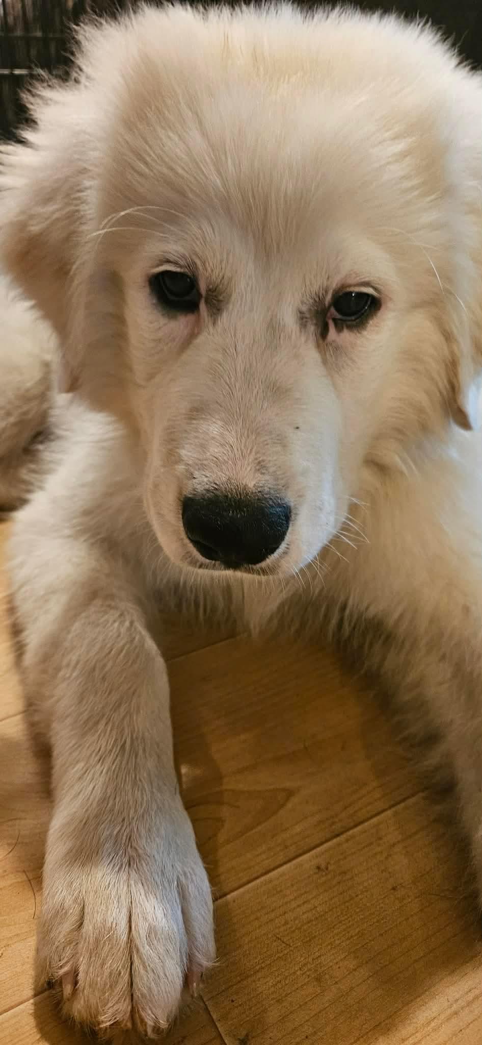 Enlarge Denali, an adopted Great Pyrenees in Southington, CT image 2/4