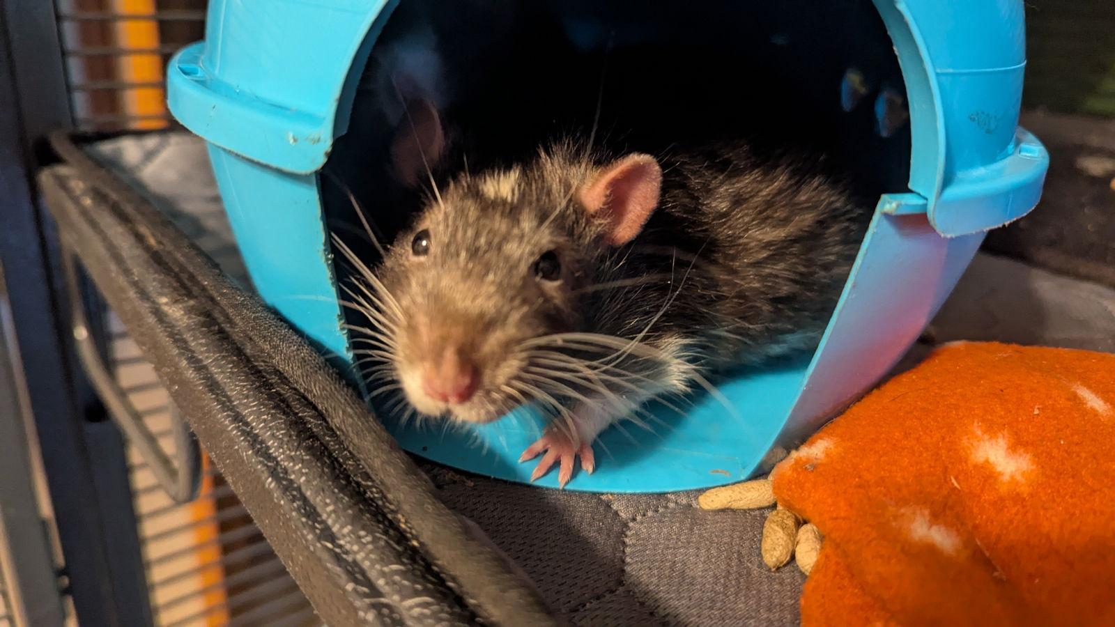 Enlarge Holmes and Watson, a Adoptable Rat in hinckley, IL image 2/3