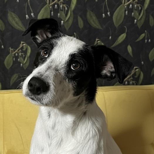 Dolly (FEE SPONSORED), a Adoptable mixed breed in Portland, ME image 1/4