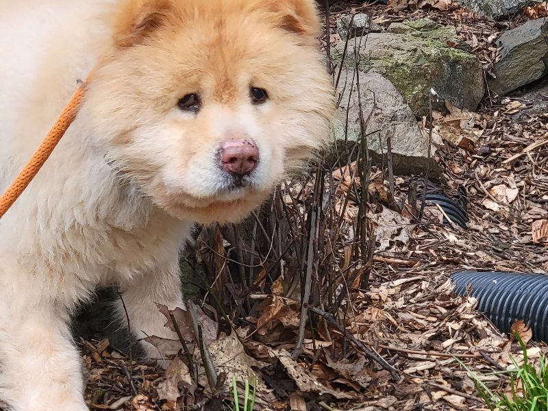 Enlarge ARCHIE, a Adopted Chow Chow in Eastsound, WA image 1/4
