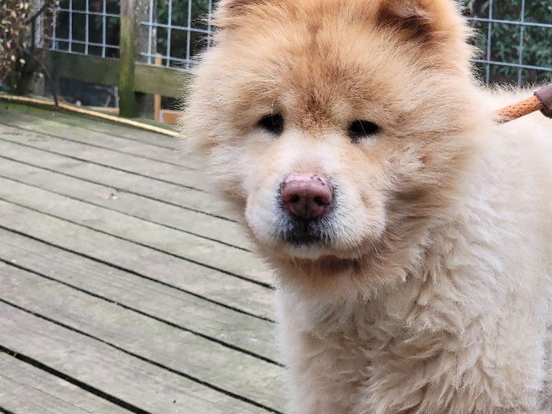 Enlarge ARCHIE, a Adopted Chow Chow in Eastsound, WA image 2/4