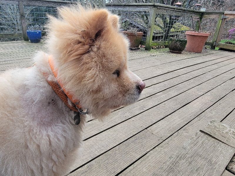 Enlarge ARCHIE, a Adopted Chow Chow in Eastsound, WA image 3/4
