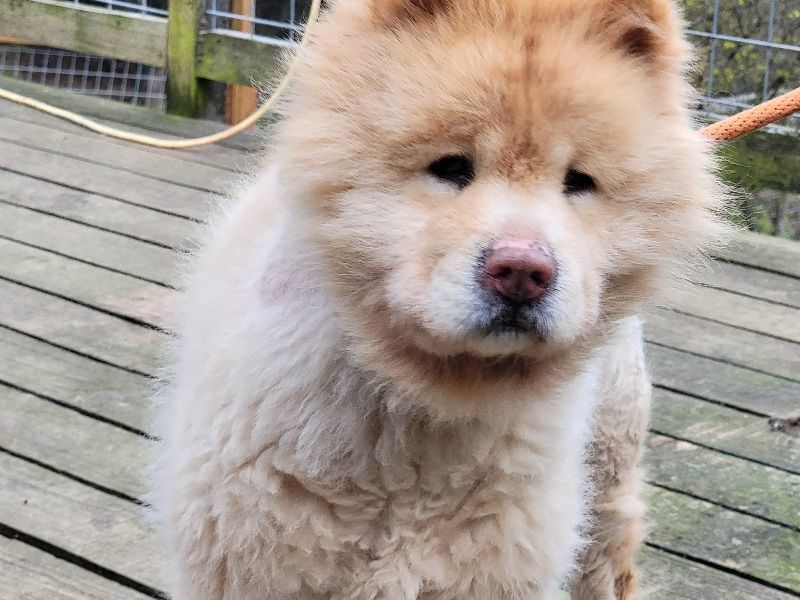 Enlarge ARCHIE, a Adopted Chow Chow in Eastsound, WA image 4/4