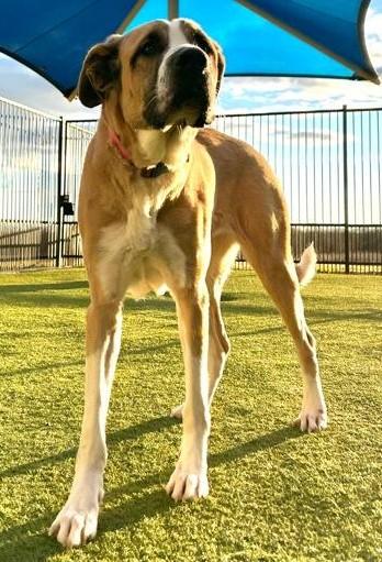 Honey, a ADOPTABLE mixed breed in Denton, TX image 2/2