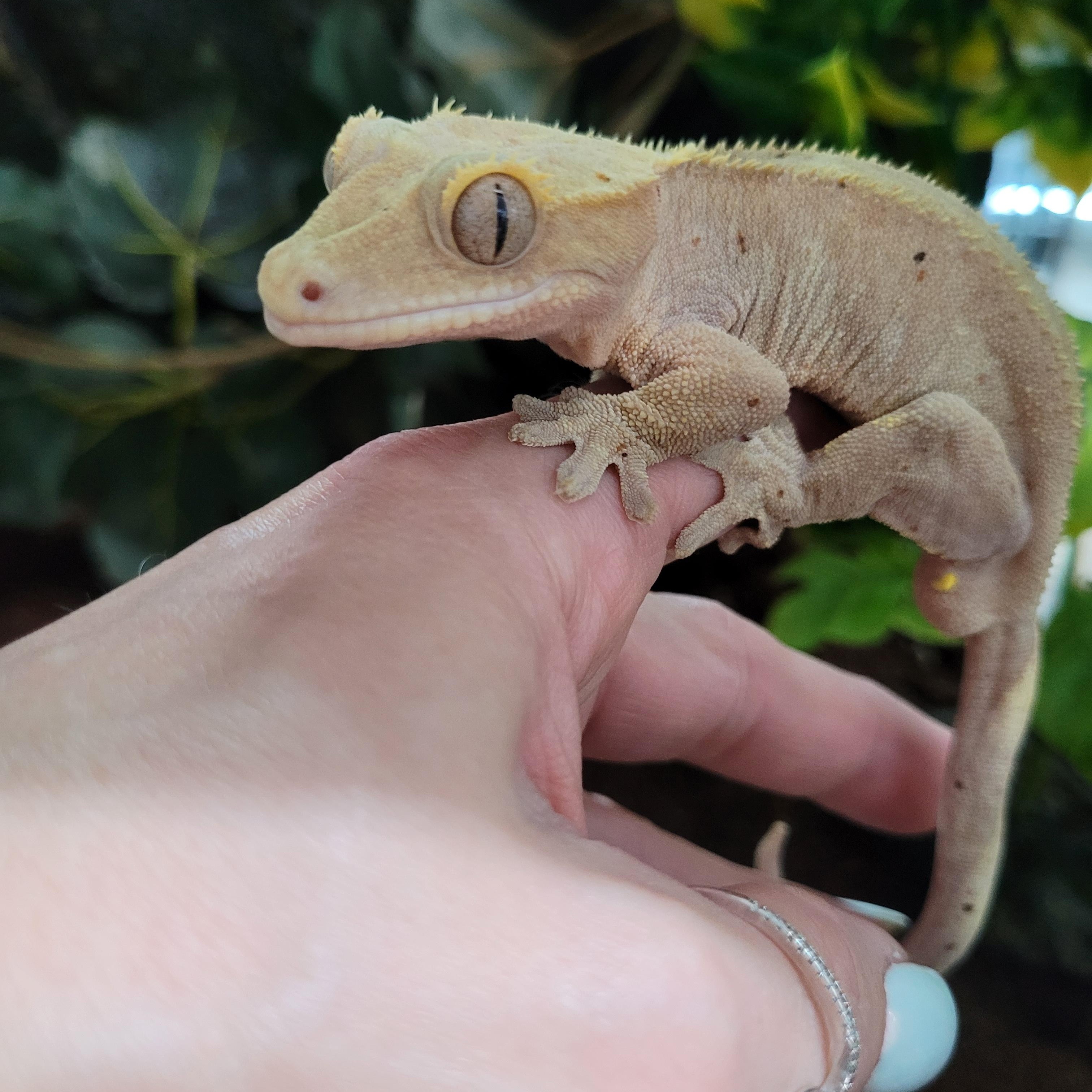 Enlarge Eddie, a Adopted Gecko in Sheboygan Falls, WI image 5/5
