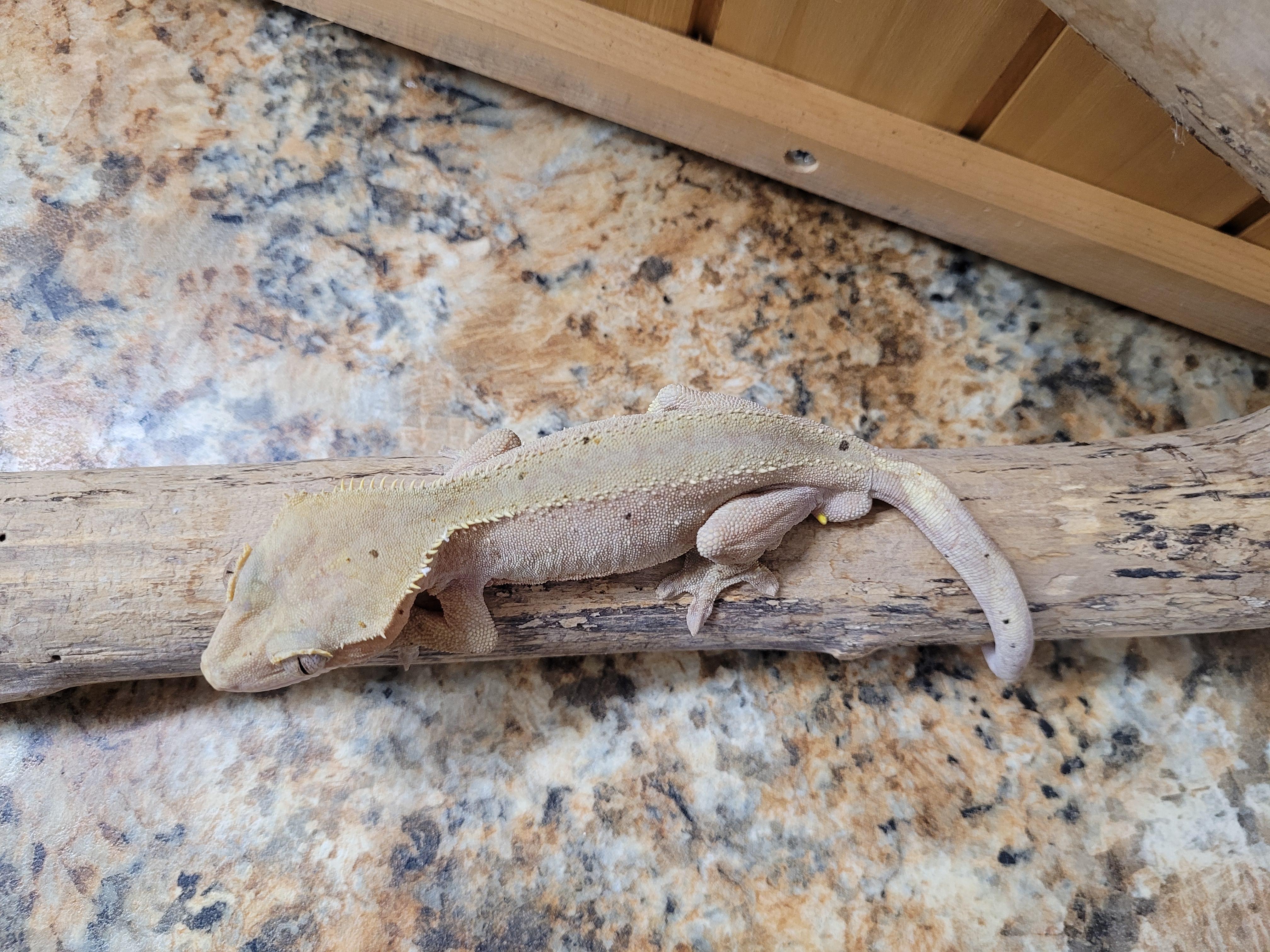 Enlarge Eddie, a Adopted Gecko in Sheboygan Falls, WI image 2/5