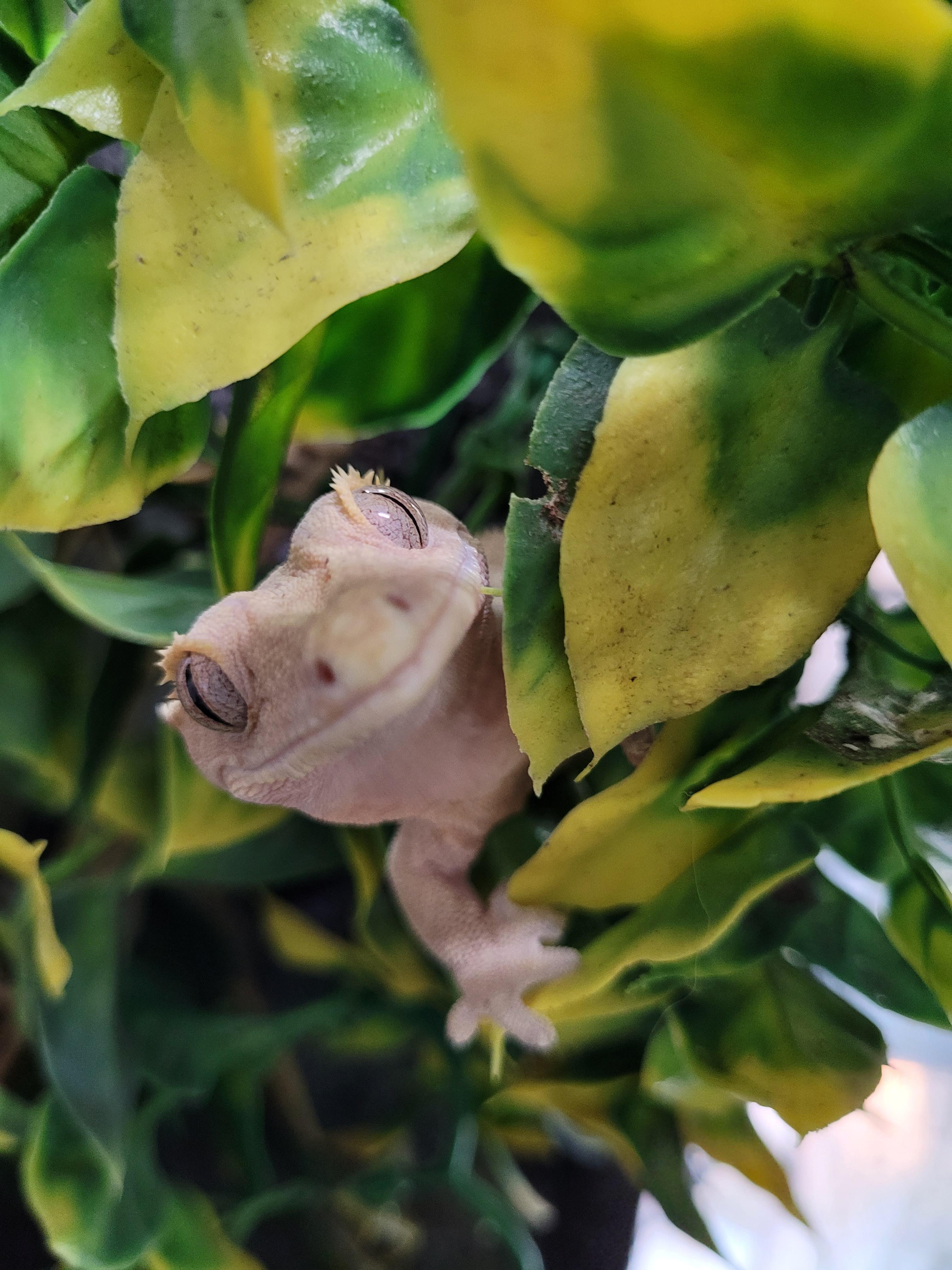 Eddie, Adopted, Adult Male Gecko.